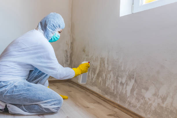 Licensed Mold Testing service in Upton, KY - WQB Mold Removal